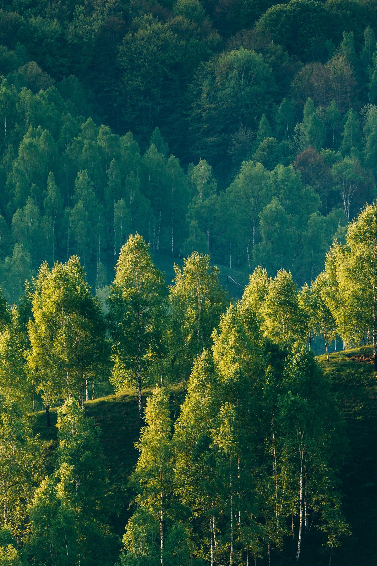 Mixed conifer and broadleaf woodland on a hillside
